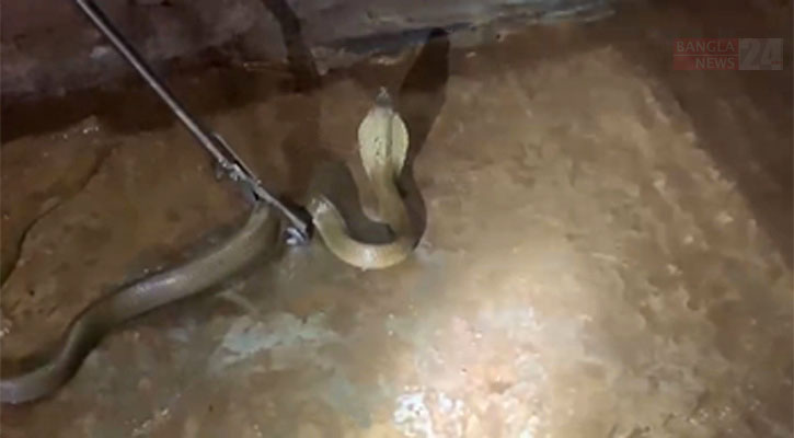 রাতে ঘরে ঢুকে পড়েছিল সংকটাপন্ন প্রজাতির ‘পদ্মগোখরা’